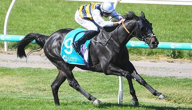 SEA KING(GB) to start in the Melbourne Cup before joining the stable